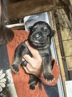 Female 3 , a female German Shepherd Dog for sale in Germantown, IL – 1 of 1