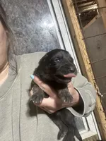 Female 3 , a female German Shepherd Dog for sale in Germantown, IL – 1 of 1