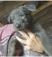 Female 5, a female German Shepherd Dog for sale in Germantown, IL – 2 of 6