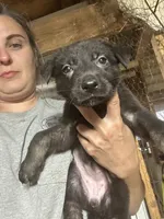 Female 5, a female German Shepherd Dog for sale in Germantown, IL – 6 of 6