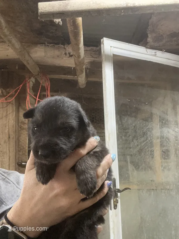 Female 3  – German Shepherd Dog puppy for sale in Germantown, IL