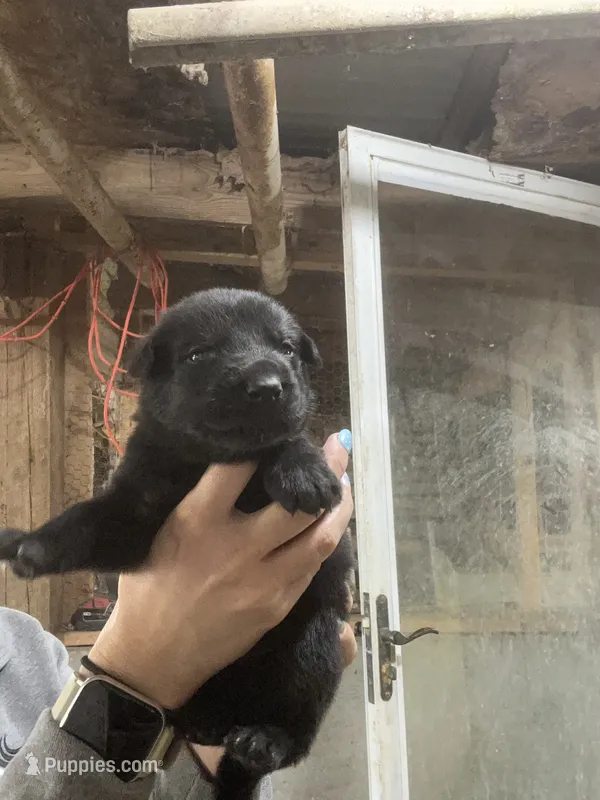 Male 3 – German Shepherd Dog puppy for sale in Germantown, IL
