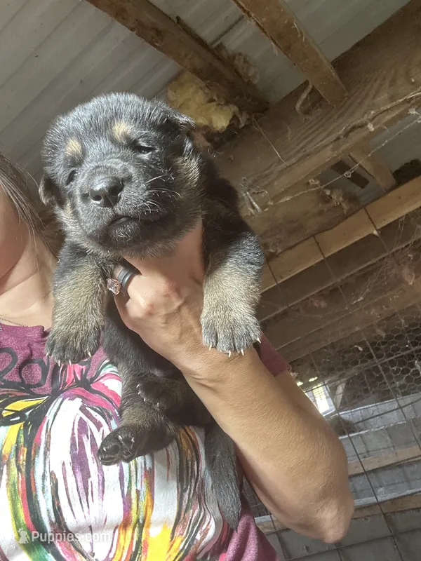 Male 1  – German Shepherd Dog puppy for sale in Germantown, IL