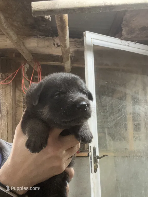 Female 4 – German Shepherd Dog puppy for sale in Germantown, IL