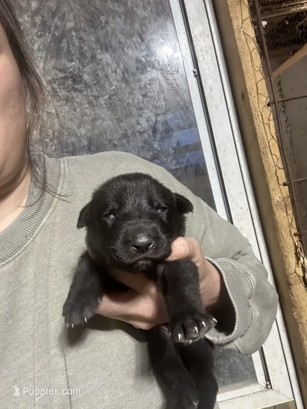 Female 5 – German Shepherd Dog puppy for sale in Germantown, IL