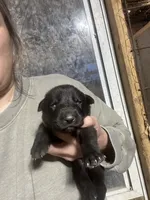 Female 5, a female German Shepherd Dog for sale in Germantown, IL – 1 of 1