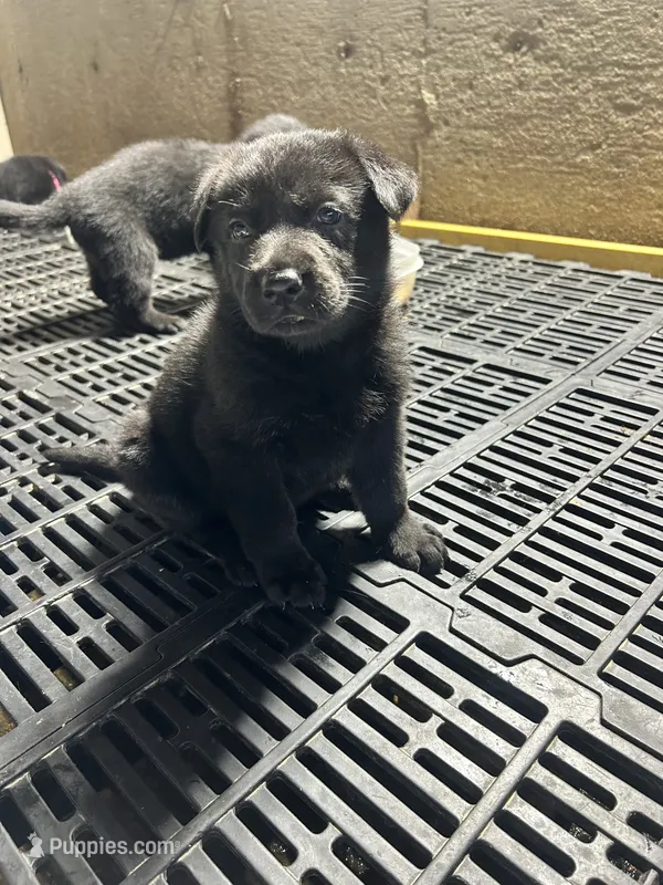 Male 2 – German Shepherd Dog puppy for sale in Germantown, IL