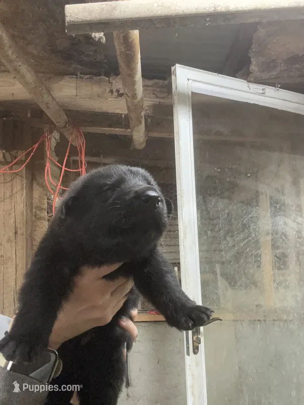 Male 1  – German Shepherd Dog puppy for sale in Germantown, IL