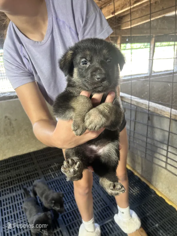 Female 2  – German Shepherd Dog puppy for sale in Germantown, IL