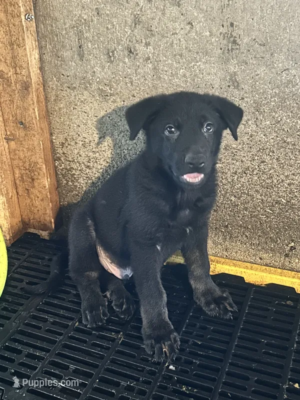 Male 2 – German Shepherd Dog puppy for sale in Germantown, IL
