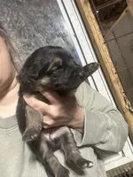 Female 2 , a female German Shepherd Dog for sale in Germantown, IL – 1 of 1