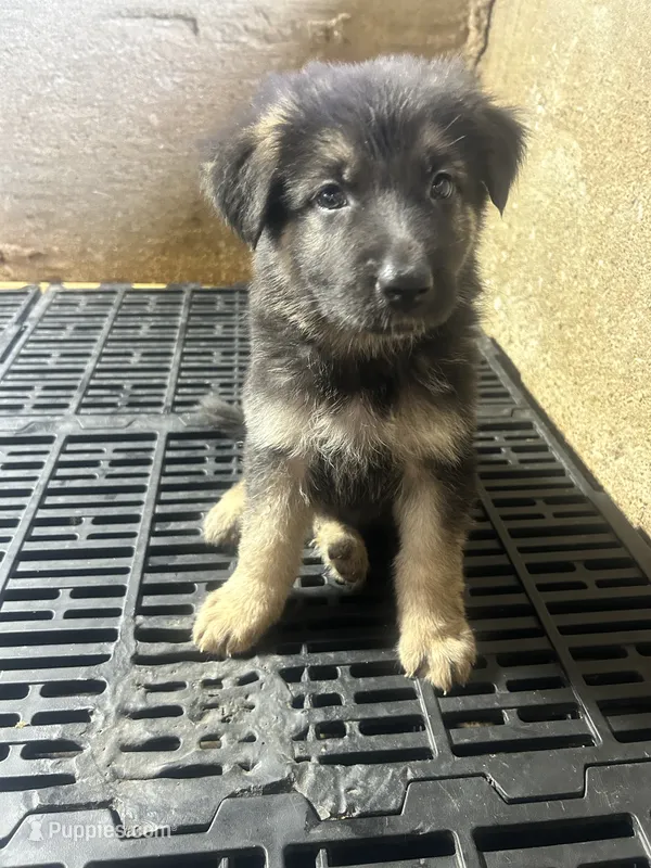 Female 4 – German Shepherd Dog puppy for sale in Germantown, IL
