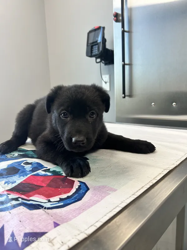 Female 4  – German Shepherd Dog puppy for sale in Germantown, IL