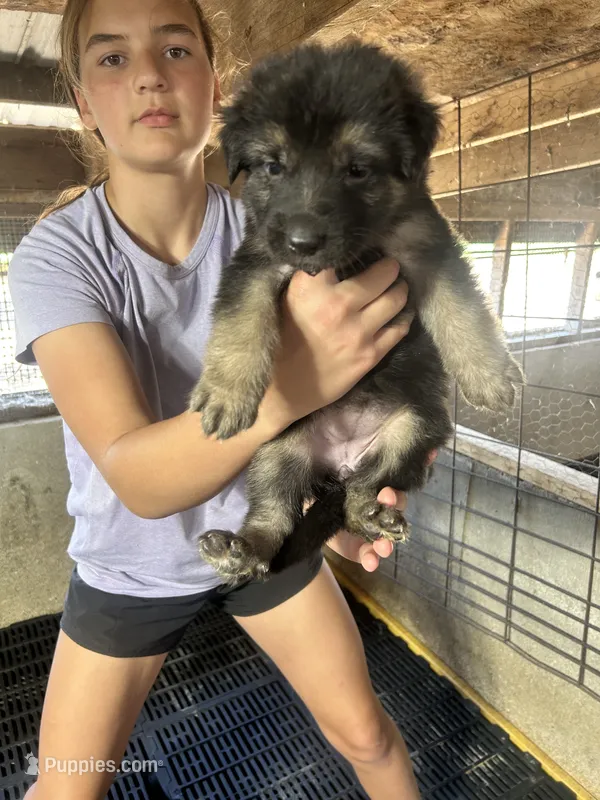 Female 4 – German Shepherd Dog puppy for sale in Germantown, IL