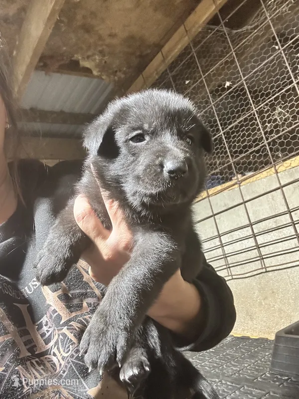Female 4  – German Shepherd Dog puppy for sale in Germantown, IL