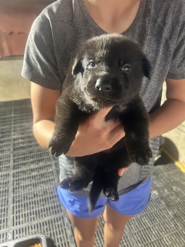 Male 1  – German Shepherd Dog puppy for sale in Germantown, IL