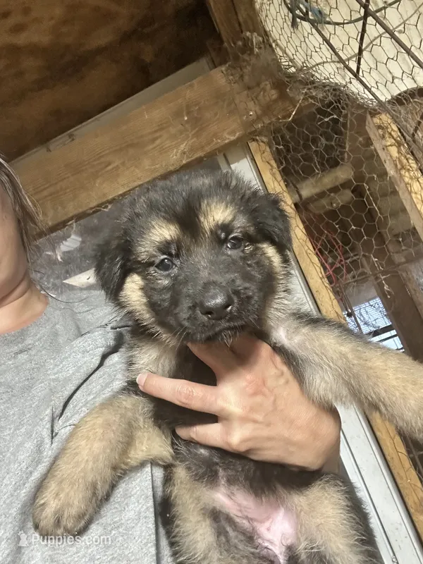 Female 4 – German Shepherd Dog puppy for sale in Germantown, IL