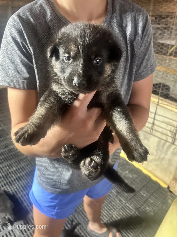 Female 1 – German Shepherd Dog puppy for sale in Germantown, IL