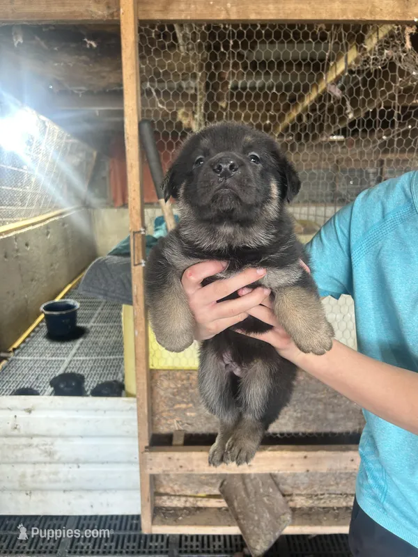 Boy1  – German Shepherd Dog puppy for sale in Germantown, IL