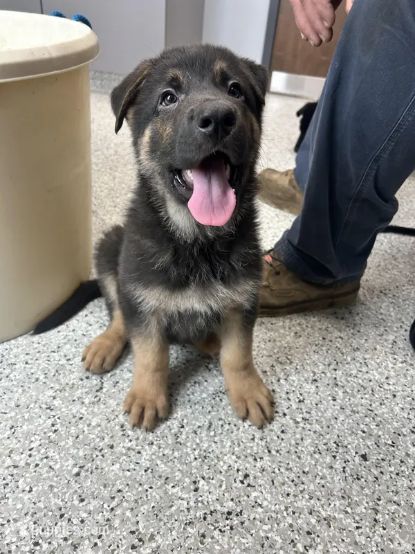 Boy1  – German Shepherd Dog puppy for sale in Germantown, IL