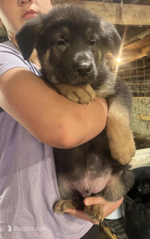 Boy1  – German Shepherd Dog puppy for sale in Germantown, IL
