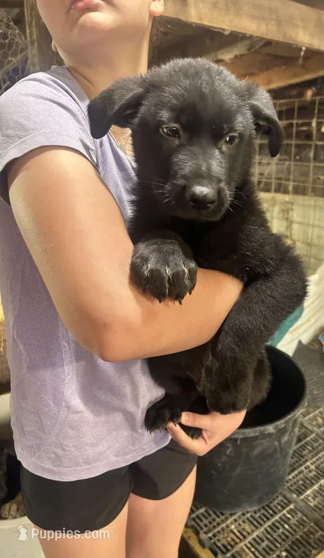 Boy 4  – German Shepherd Dog puppy for sale in Germantown, IL