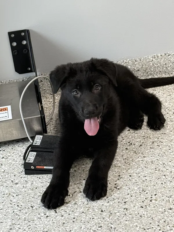 Girl 4  – German Shepherd Dog puppy for sale in Germantown, IL