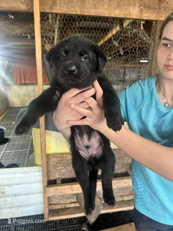 Boy 4  – German Shepherd Dog puppy for sale in Germantown, IL