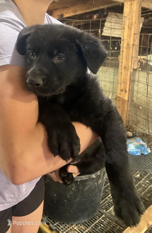 Boy 4  – German Shepherd Dog puppy for sale in Germantown, IL