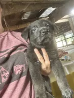 Male 2, a male German Shepherd Dog for sale in Germantown, IL – 8 of 8
