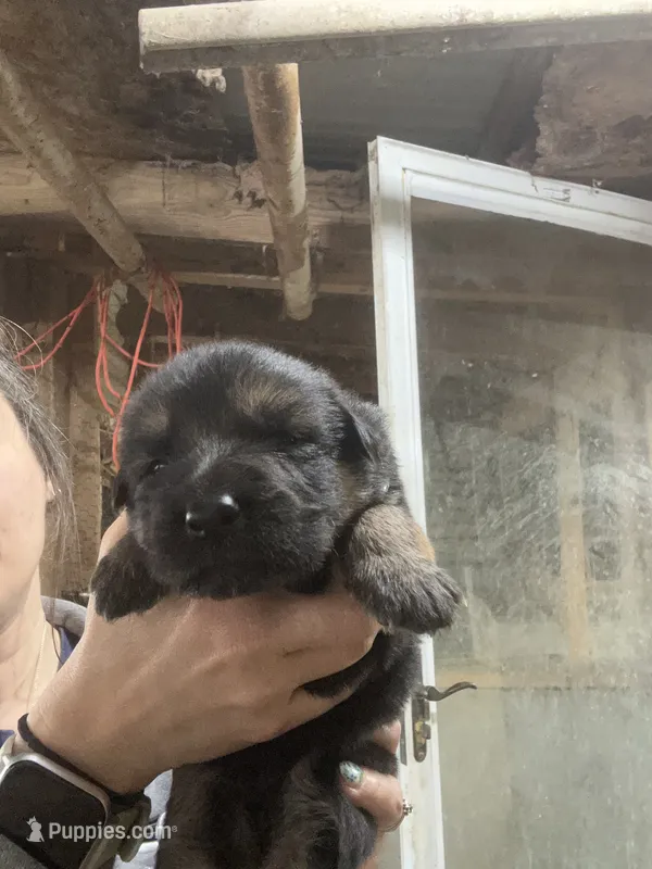Female 2  – German Shepherd Dog puppy for sale in Germantown, IL