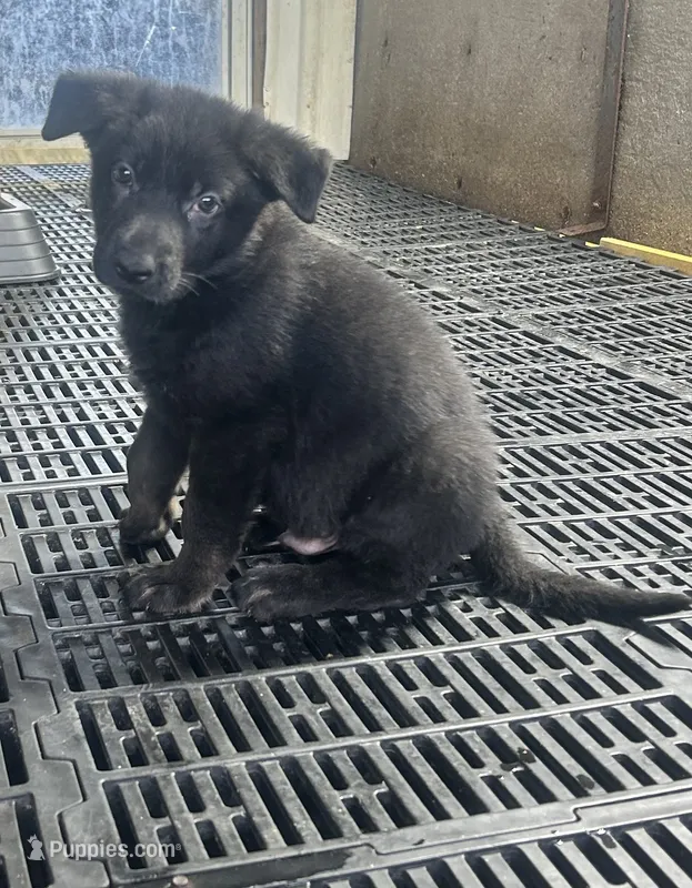 Male 2 – German Shepherd Dog puppy for sale in Germantown, IL