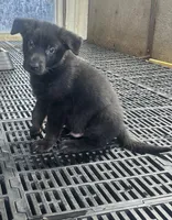 Male 2, a male German Shepherd Dog for sale in Germantown, IL – 2 of 8