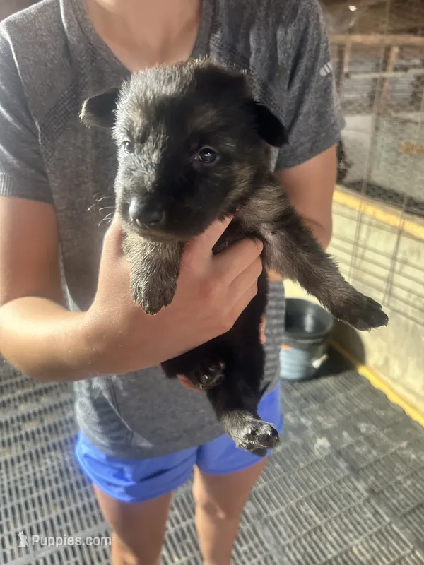 Female 3  – German Shepherd Dog puppy for sale in Germantown, IL