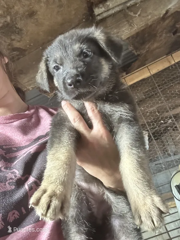 Female 2  – German Shepherd Dog puppy for sale in Germantown, IL