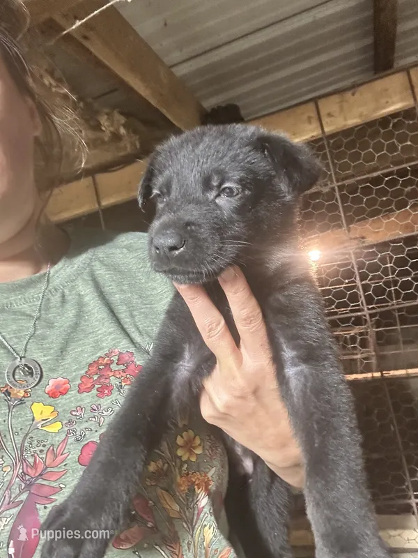 Male 2 – German Shepherd Dog puppy for sale in Germantown, IL
