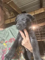Male 2, a male German Shepherd Dog for sale in Germantown, IL – 6 of 8