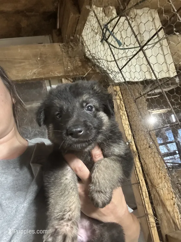 Female 2  – German Shepherd Dog puppy for sale in Germantown, IL
