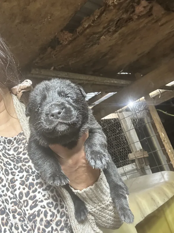 Male 2 – German Shepherd Dog puppy for sale in Germantown, IL