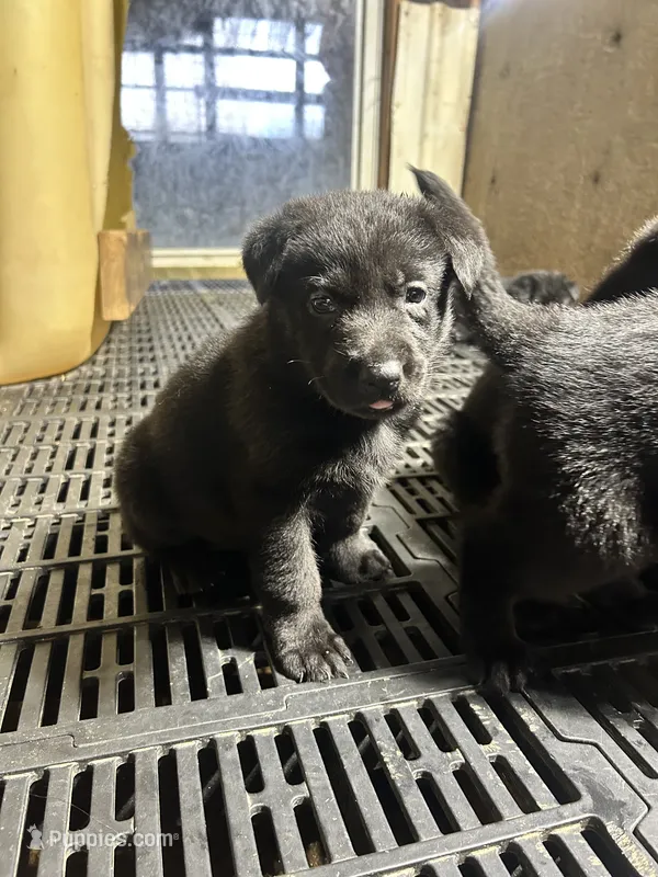 Female 2  – German Shepherd Dog puppy for sale in Germantown, IL