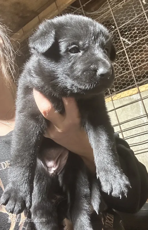 Female 2  – German Shepherd Dog puppy for sale in Germantown, IL