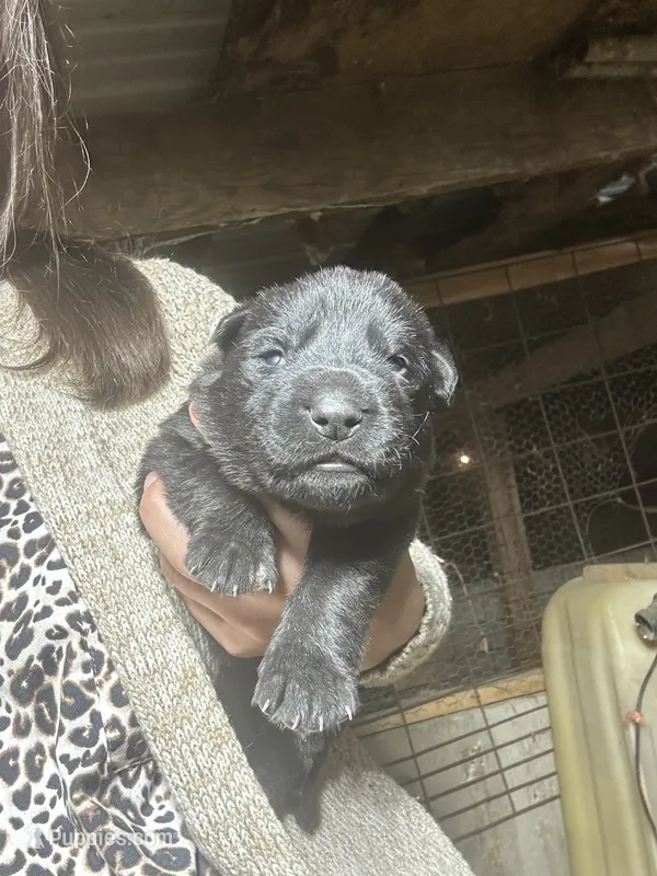 Female 2  – German Shepherd Dog puppy for sale in Germantown, IL