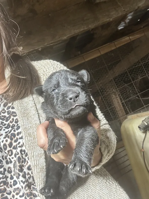 Female 1  – German Shepherd Dog puppy for sale in Germantown, IL