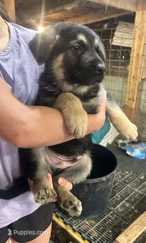 Boy 3  – German Shepherd Dog puppy for sale in Germantown, IL