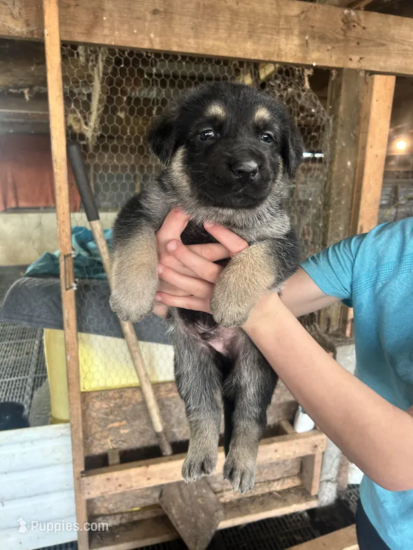 Boy 3  – German Shepherd Dog puppy for sale in Germantown, IL