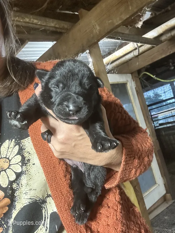 Male 3 – German Shepherd Dog puppy for sale in Germantown, IL