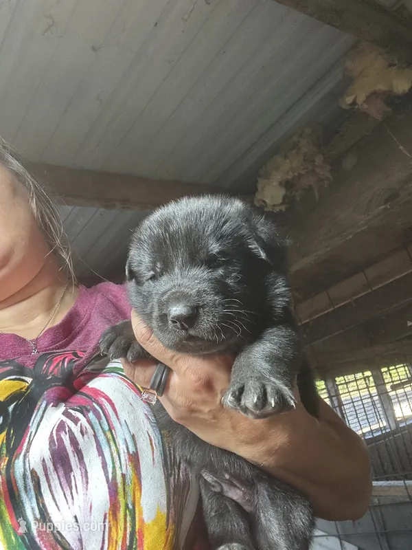 Male 2 – German Shepherd Dog puppy for sale in Germantown, IL
