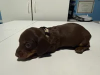 Wynona's Johnny, a male Miniature Dachshund for sale in Marysville, WA – 4 of 6