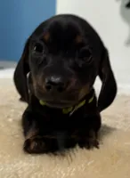Yola's Molly Bee, a female Miniature Dachshund for sale in Marysville, WA – 2 of 8
