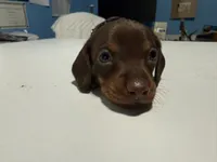 Wynona's Johnny, a male Miniature Dachshund for sale in Marysville, WA – 5 of 6